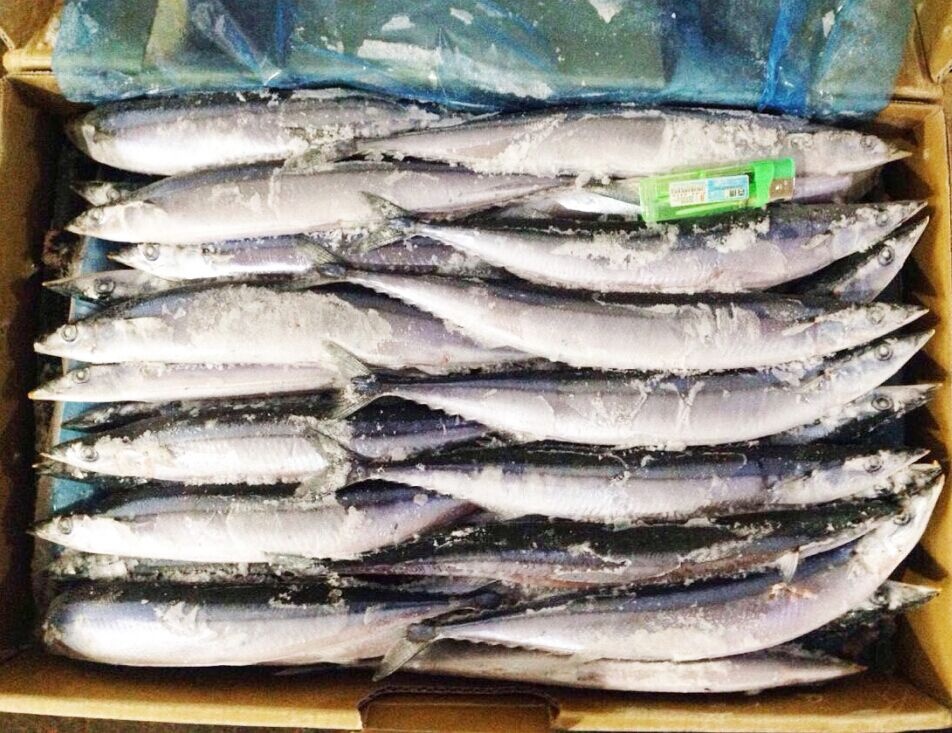 pike mackerel, pike mackerel Suppliers and Manufacturers at