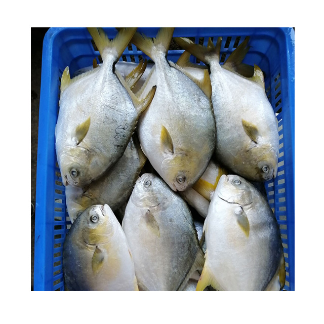 golden pompano farming