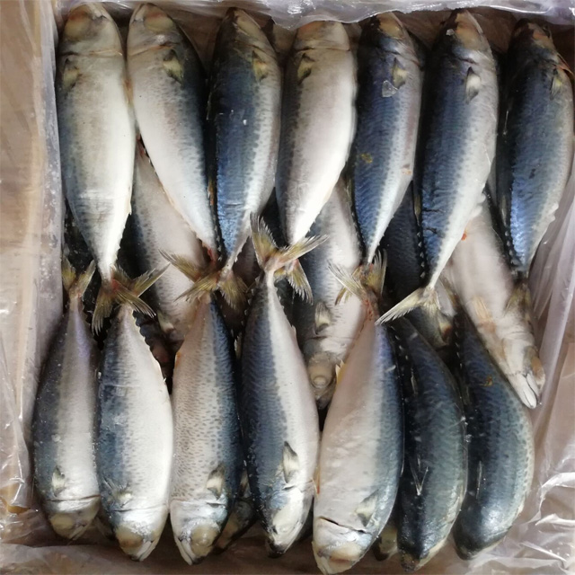 New Landing Frozen Fish Pacific Mackerel 150-250g,China price supplier ...