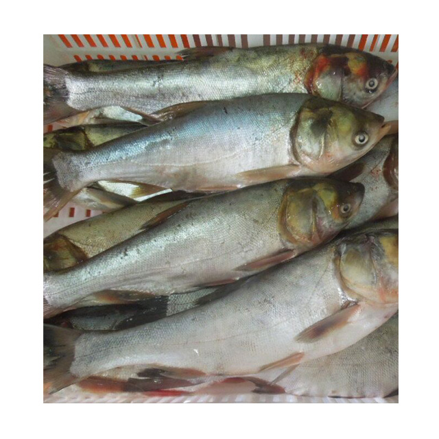 Frozen Silver Carp Asian Carp Fish 1000-2000G,China price supplier - 21food