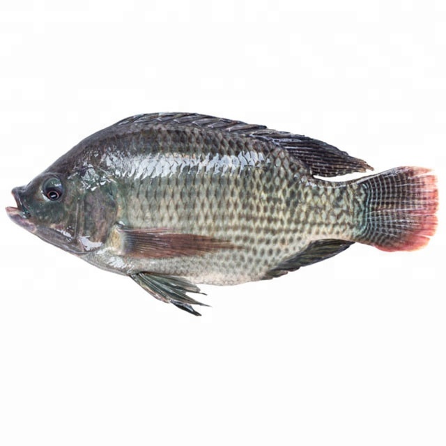 buy whole tilapia