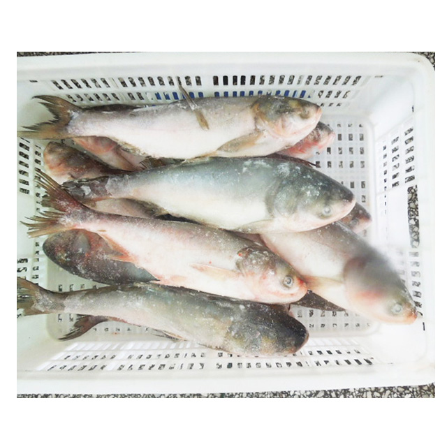Frozen Asian Frozen Silver Carp Fish for carp fish importers,China price  supplier - 21food