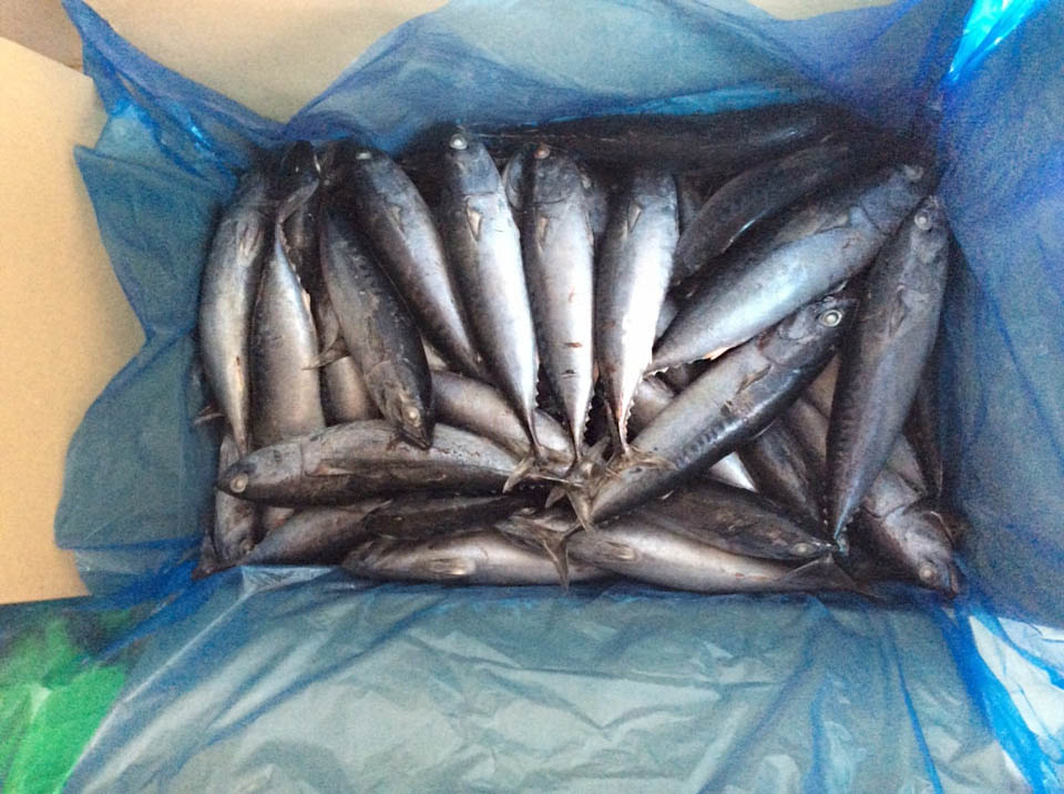 Frozen Skipjack Tuna 1-3kg & Frozen Whole Bonito tuna,China price ...