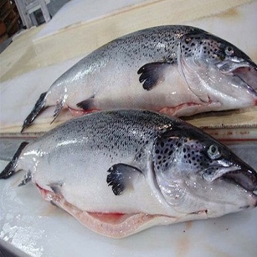 Fresh Frozen Whole Norwegian Atlantic Salmon Fish Ready For Export ...