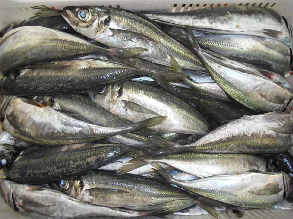 Frozen Spanish Mackerel For Sale