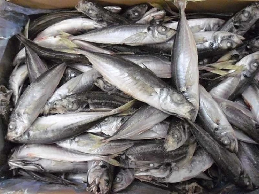 Frozen Spanish Mackerel For Sale