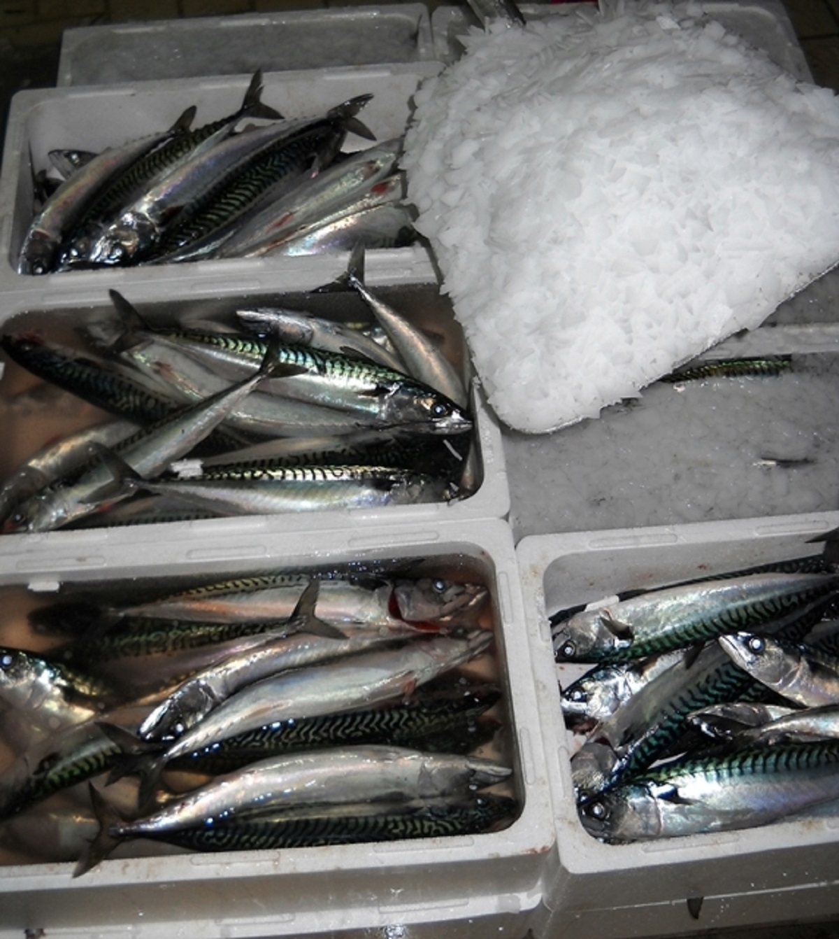 Frozen Spanish Mackerel For Sale