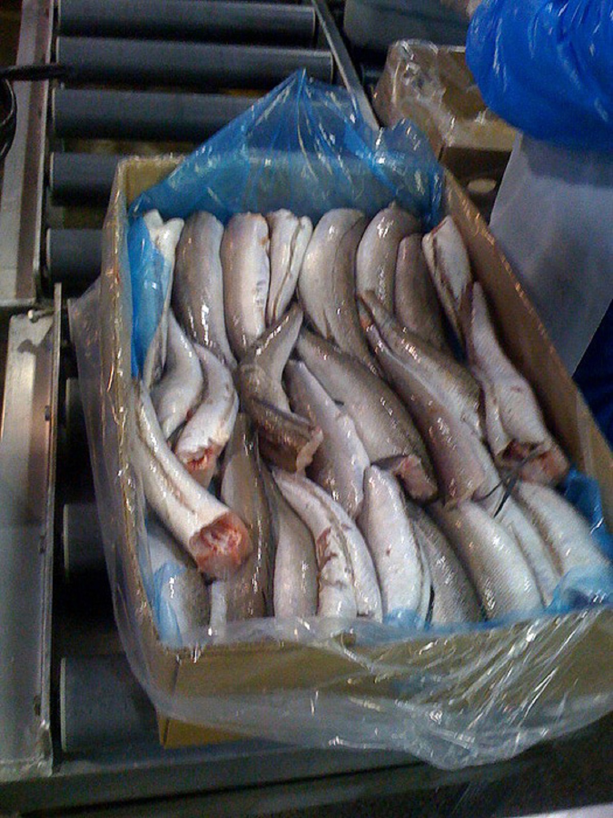Merluza HGT Frozen Hake Fish 500-700