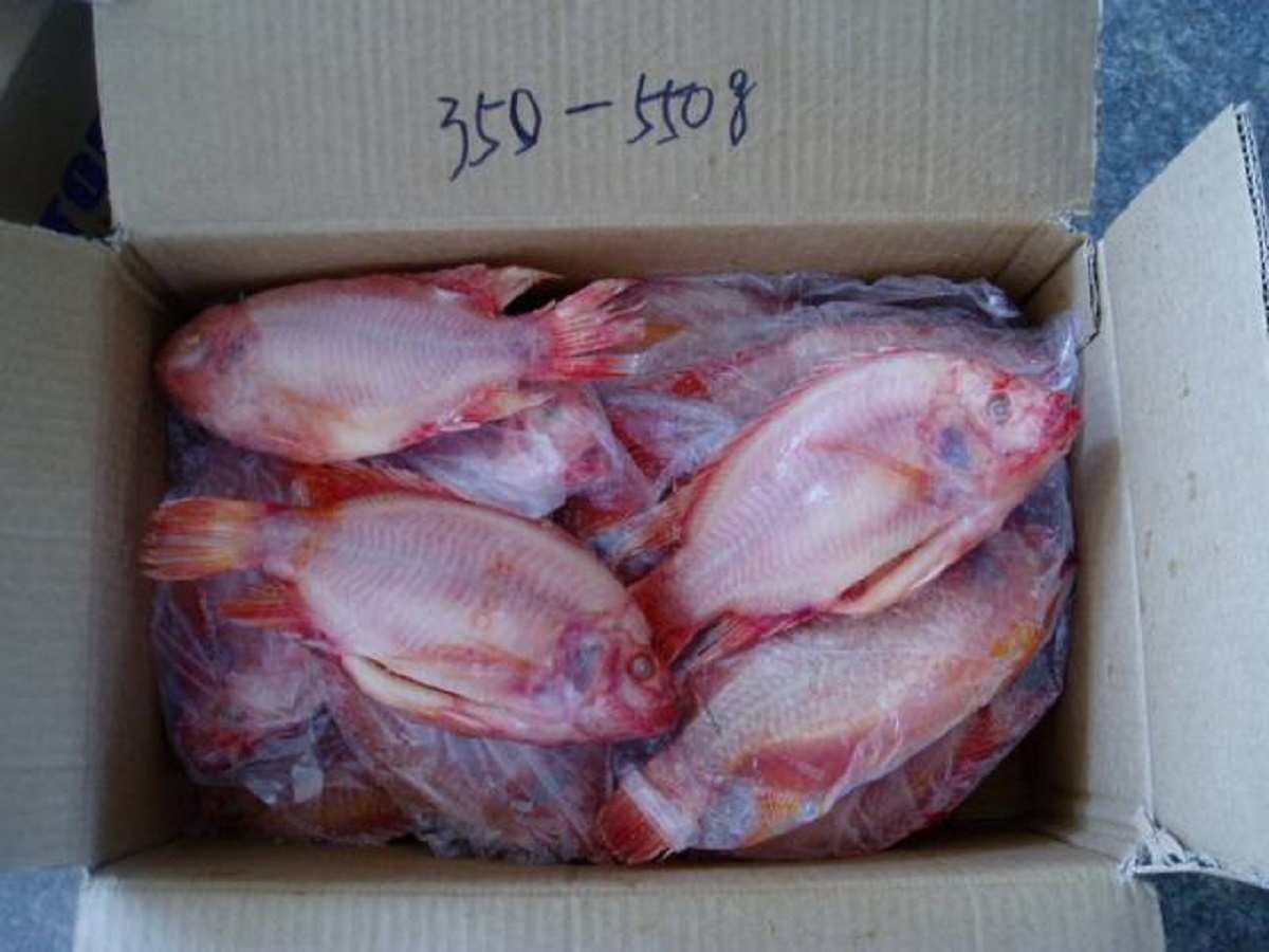 Frozen Tilapia Fish Fillet