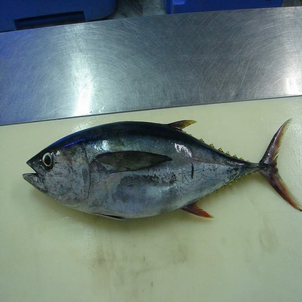 Frozen Skipjack Tuna Fish,Netherlands price supplier - 21food