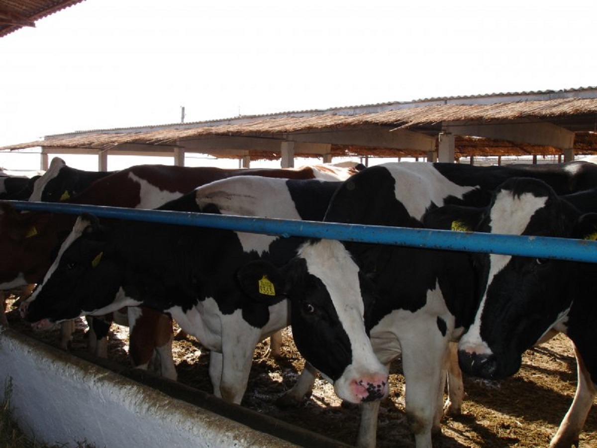 Pregnant Holstein Heifers Cattle For Sale