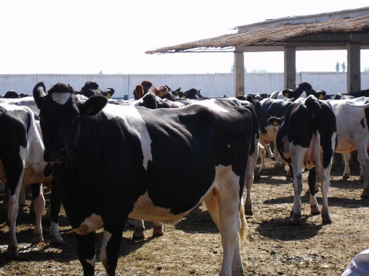Pregnant Holstein Heifers Cattle For Sale