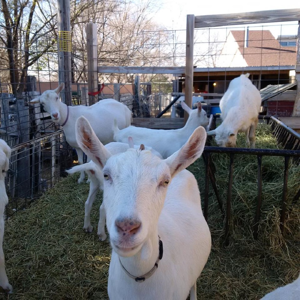 Saanen Goats For Sale,netherlands Price Supplier - 21food