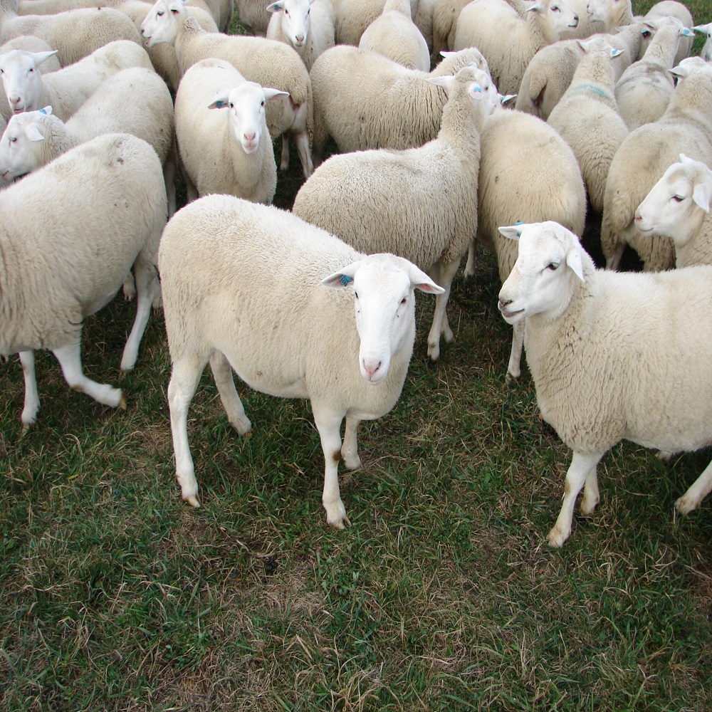 Awassi Sheep,Netherlands price supplier - 21food