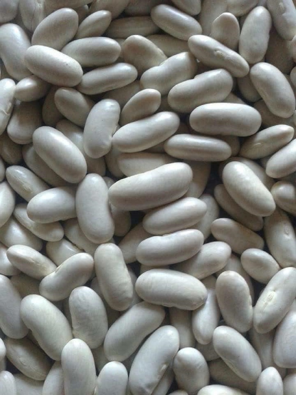 Best Price of White Kidney Beans