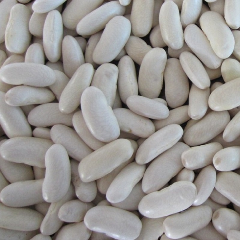 Best Price of White Kidney Beans