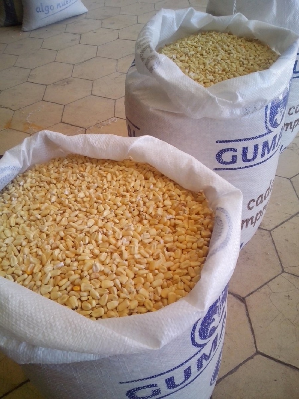 Yellow Corn For Human Consumption,Netherlands price supplier - 21food 