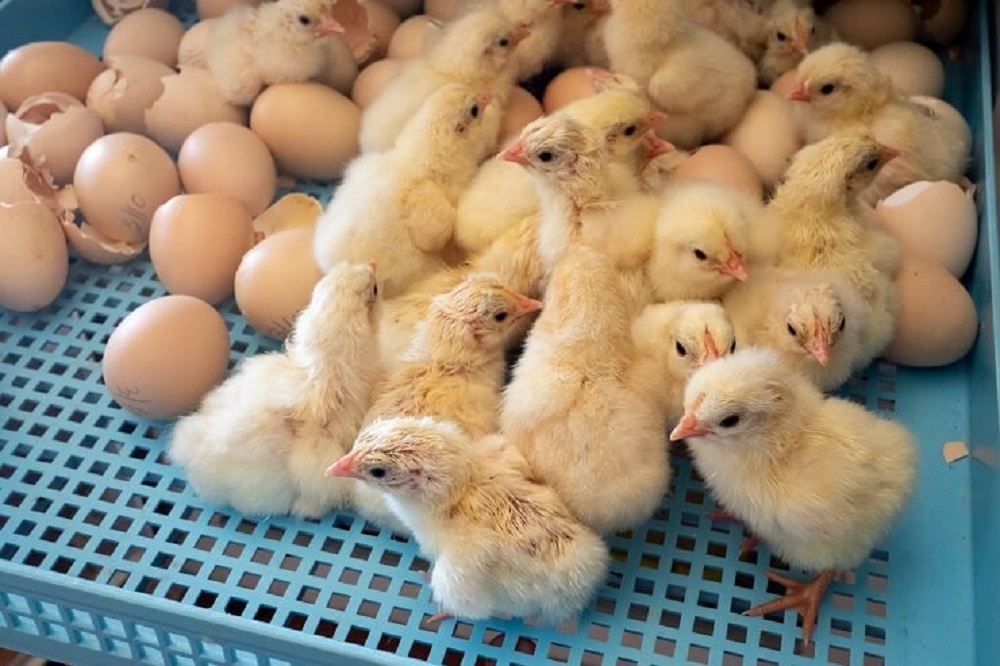 Hatching Chicken Eggs For price supplier 21food