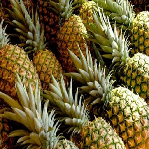 Bulk Fresh Pineapples / Canned Pineapples For Sale,Netherlands price ...