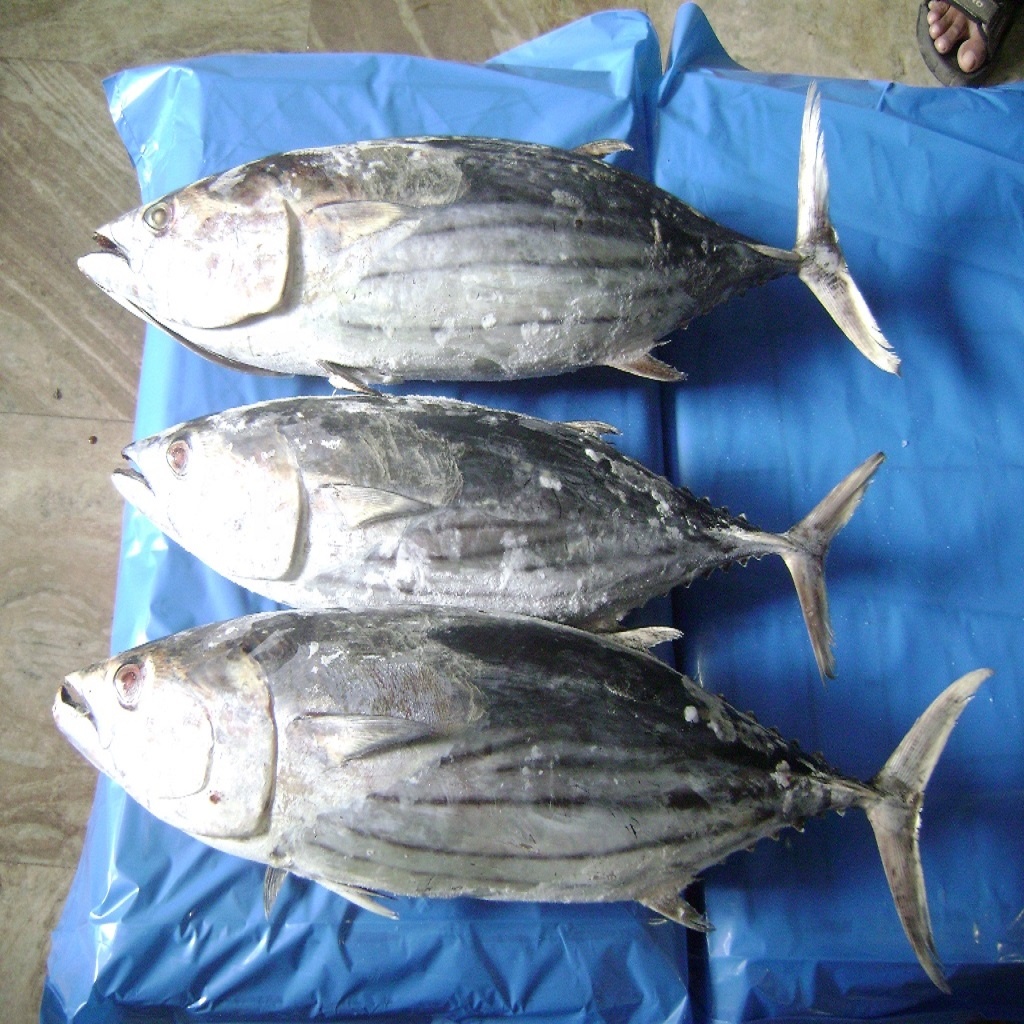 Frozen Skipjack Tuna Fish,Netherlands price supplier - 21food