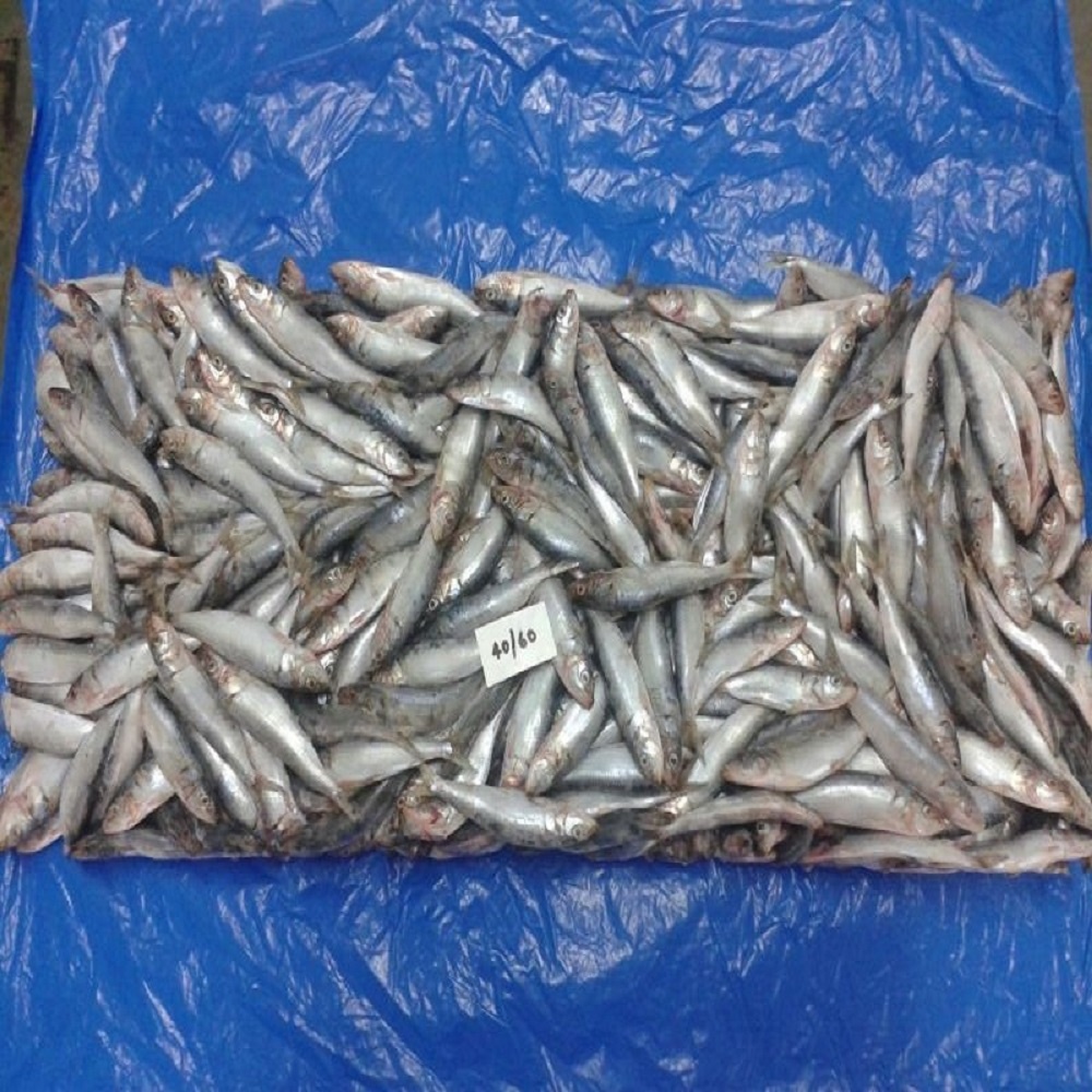 Best Quality Frozen Mackerel Fish/ Sardine Fish/ Salmon Fish ...