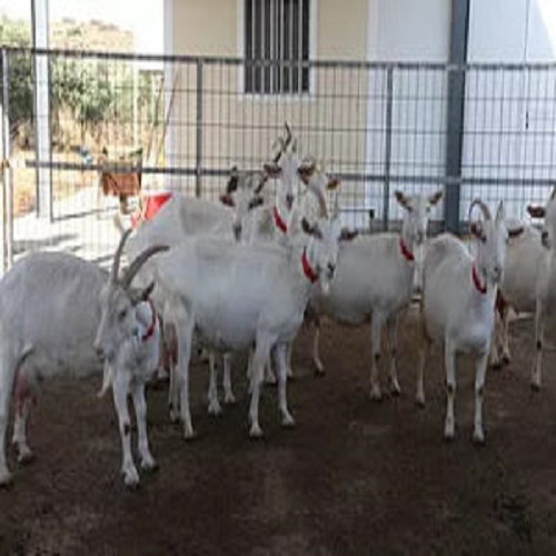 Healthy White Saanen goats for Sale,Netherlands price supplier - 21food