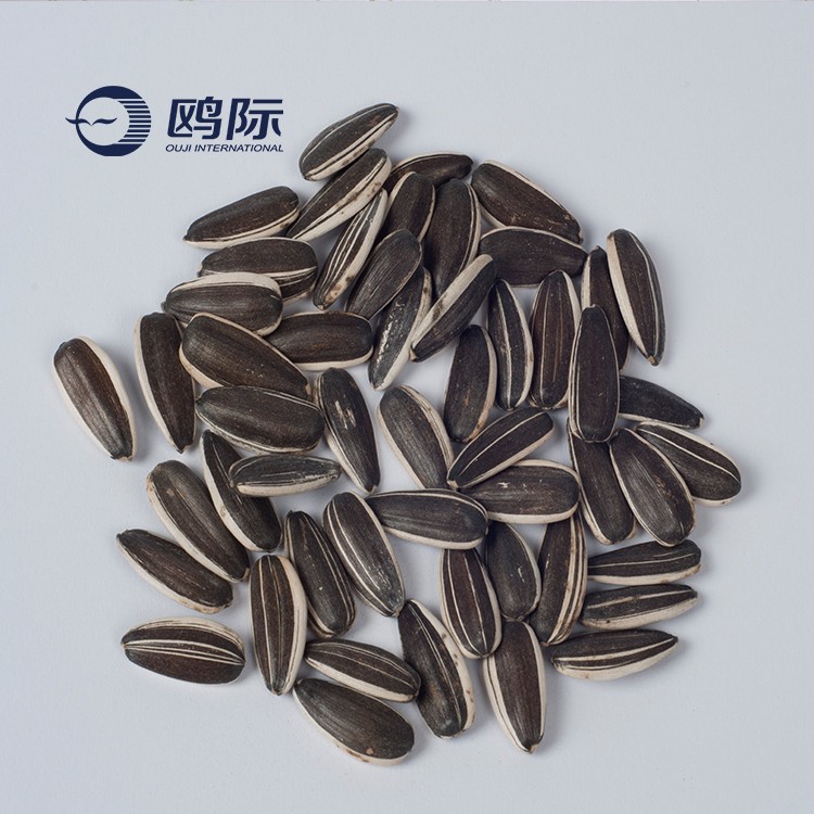 China high quality factory Directly roasted white sunflower seeds