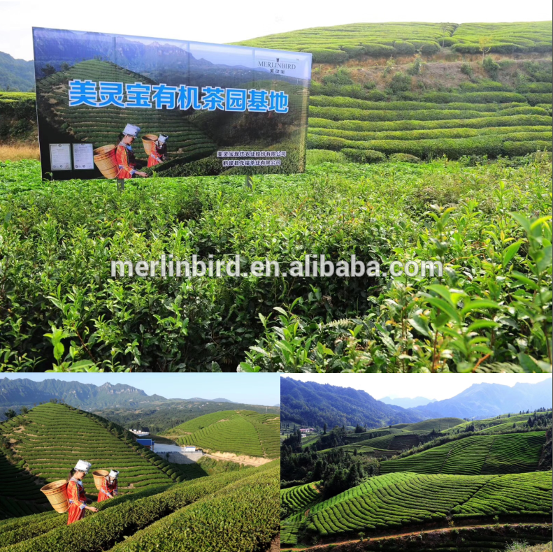 High Quality Selected Eu Standard Tie Guan Yin Organic Oolong Tea Factory supply