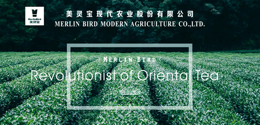 Private Label Gift Tea Fujian Organic Oolong Tea Anxi Tieguanyin for Milk Tea