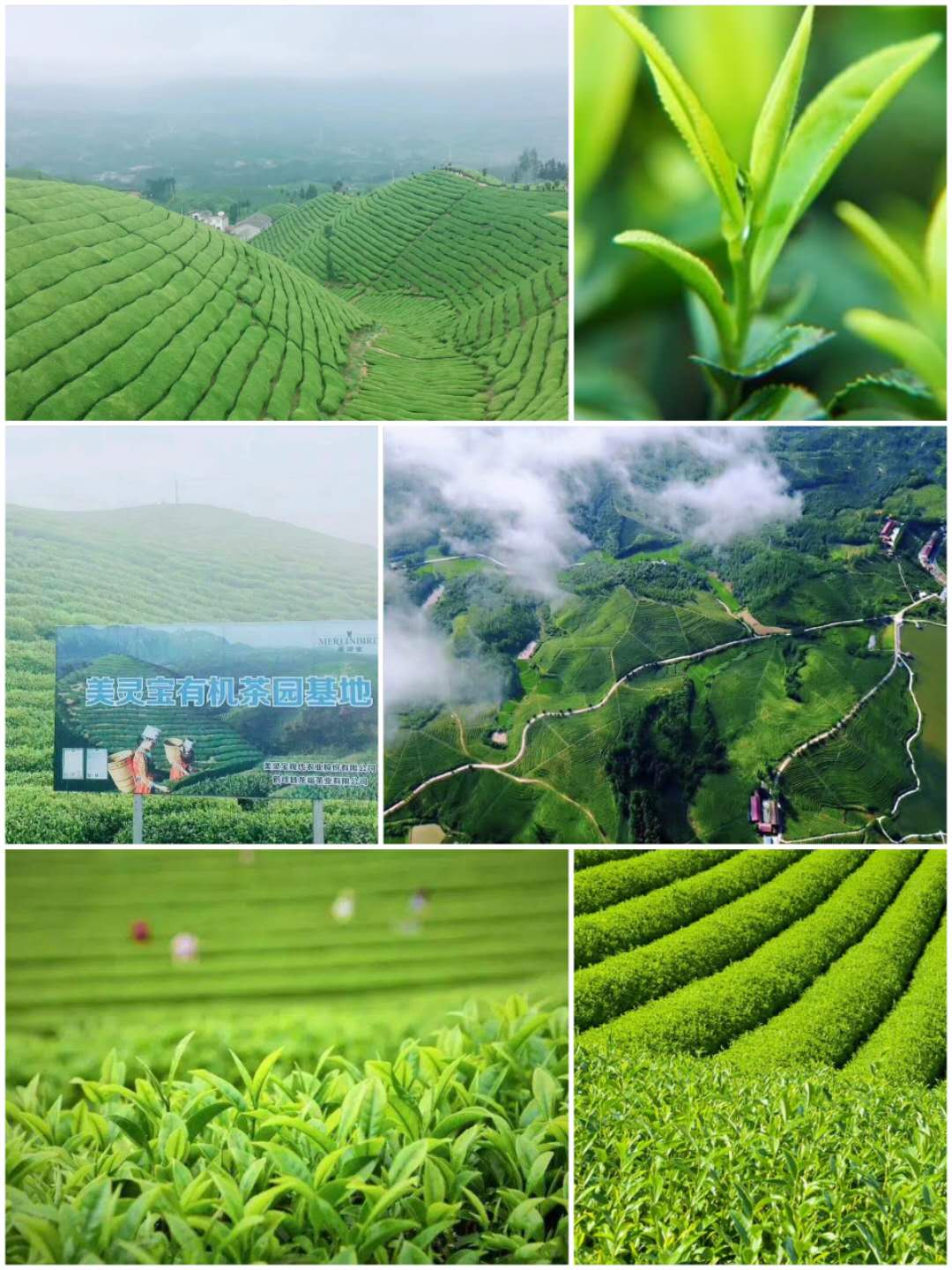 China Organic Green Tea Gunpowder Loose Tea 3505AAA Direct Selling From Factory