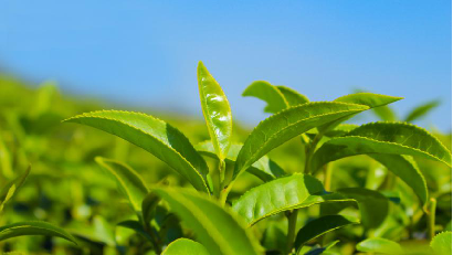 Hot selling products Honey Ginger Pomelo grapefruit Tea