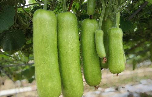 Bright green short type hybrid calabash seeds