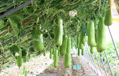 Bright green short type hybrid calabash seeds