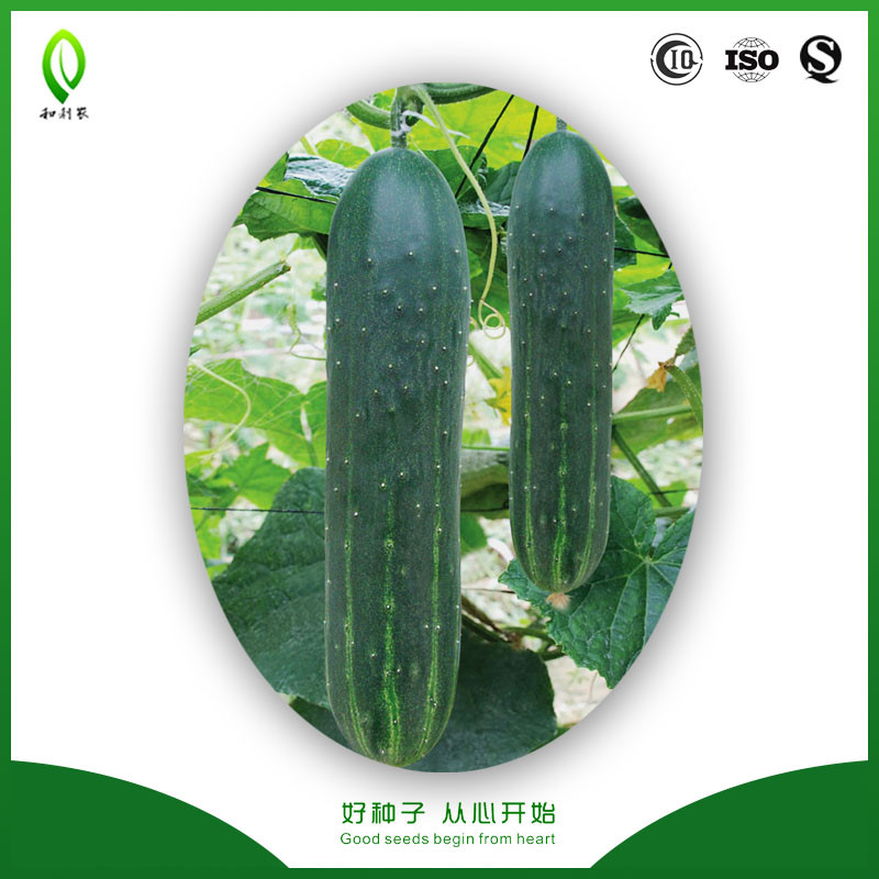 Bright green short type hybrid calabash seeds