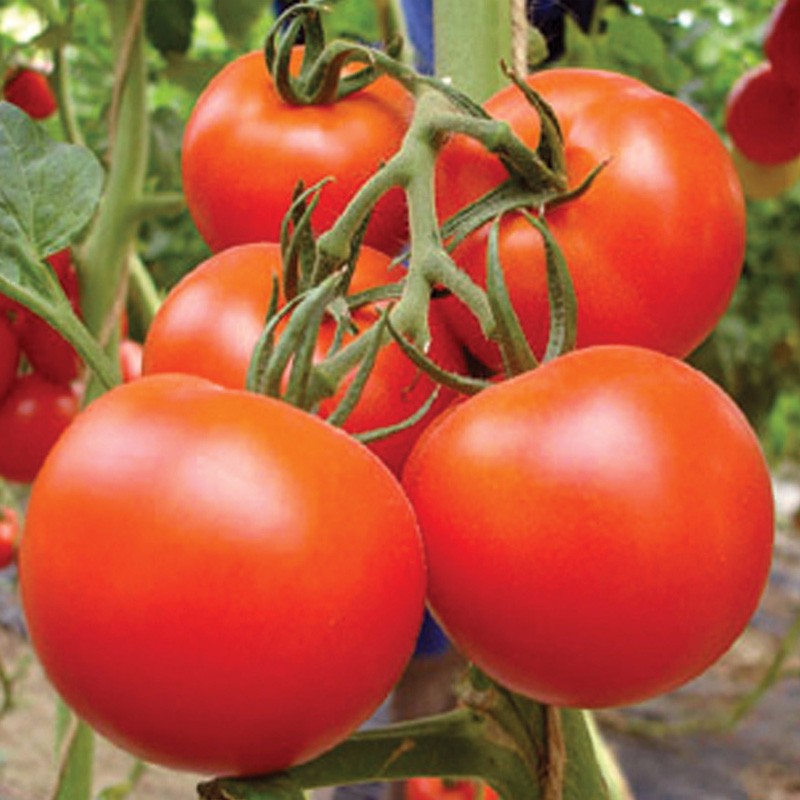 Bright green short type hybrid calabash seeds