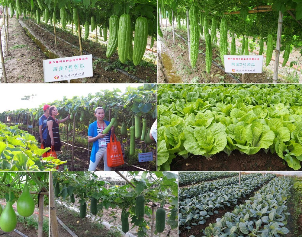 Bright green short type hybrid calabash seeds