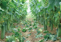 Bright green short type hybrid calabash seeds