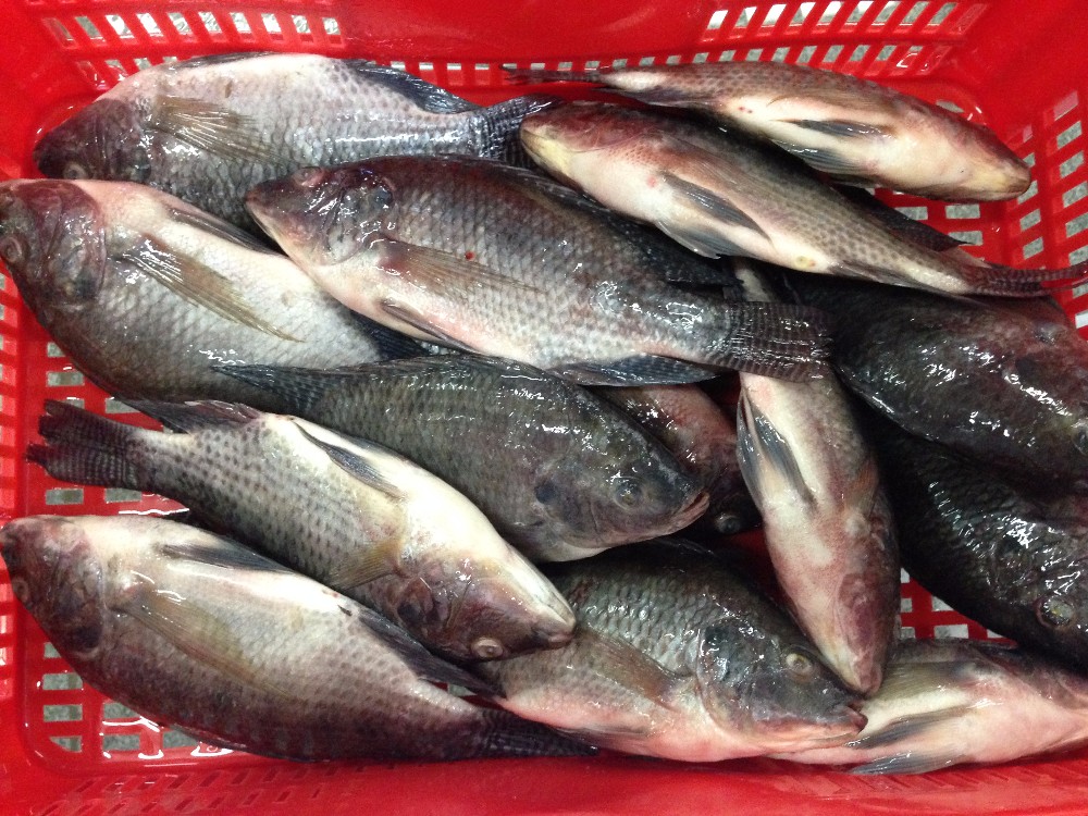 Frozen Tilapia Whole Round Fresh Fish China Price Supplier Food