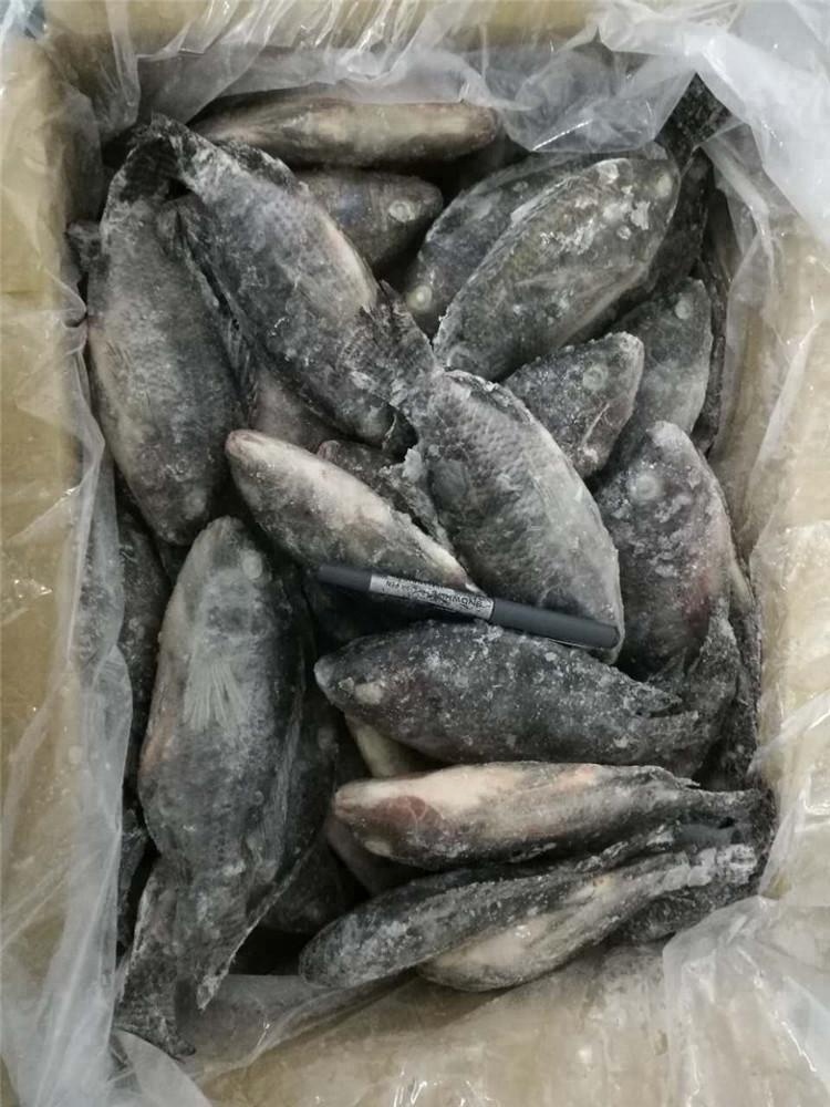 Frozen Tilapia Whole Round Fresh Fish China Price Supplier Food