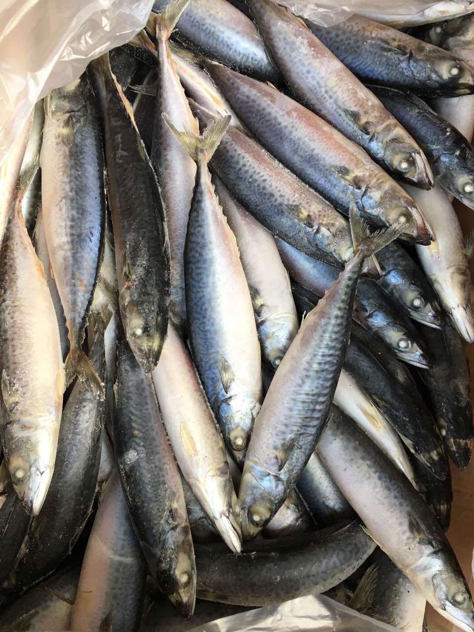 Frozen Scomber Japonicus Whole Fish Pacific Mackerel For Sale,China ...