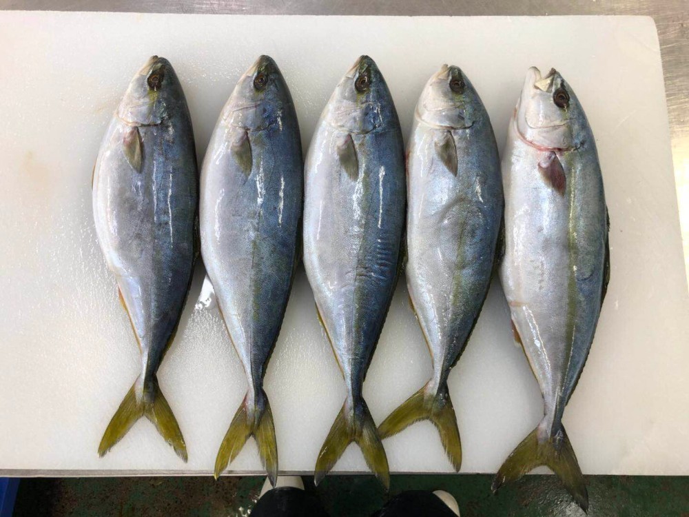High Quality Good Price Frozen Japan Yellowtail