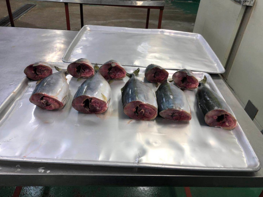 High Quality Good Price Frozen Japan Yellowtail