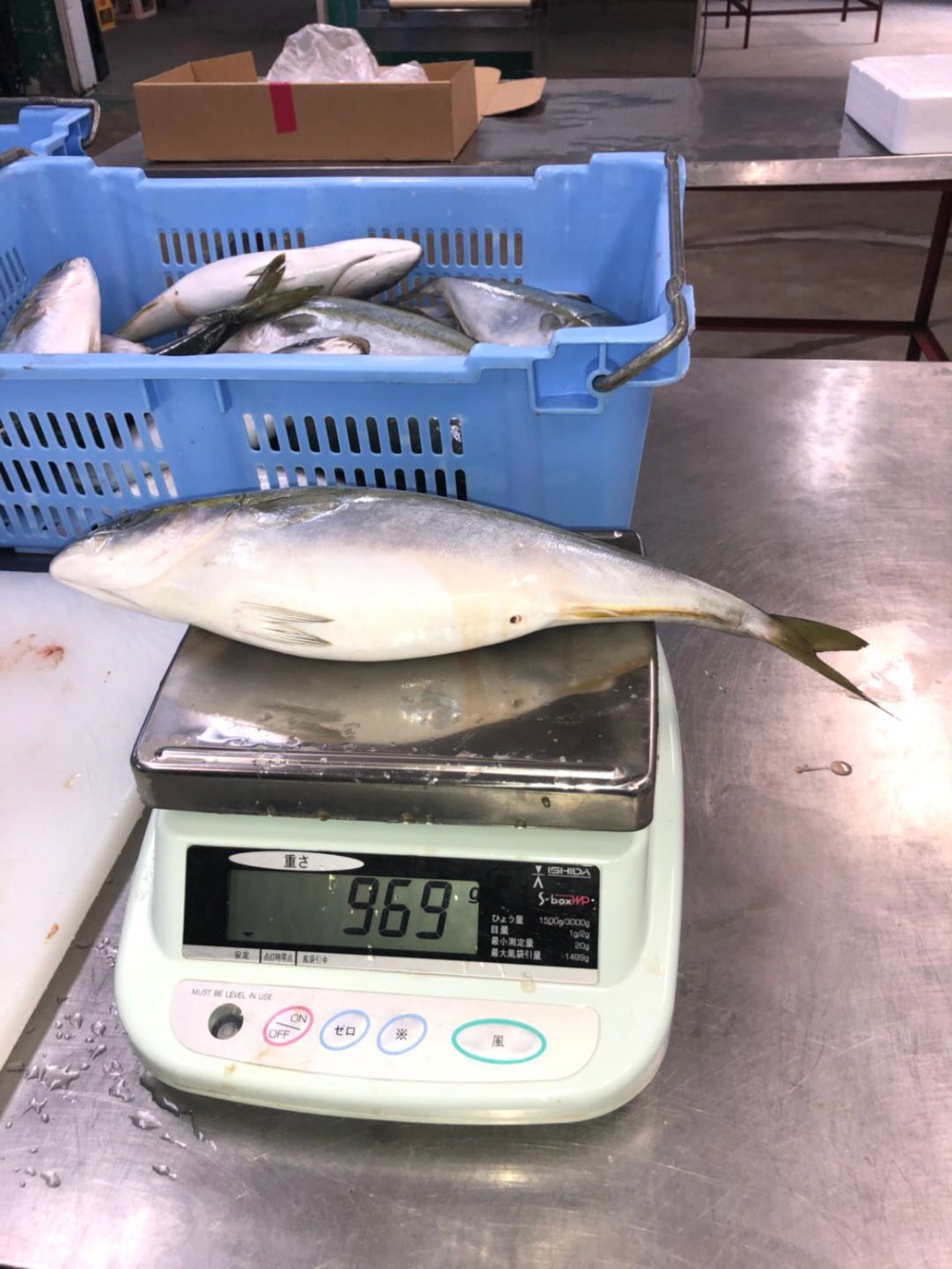 High Quality Good Price Frozen Japan Yellowtail