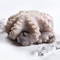 High Quality Good Price Frozen Japan Yellowtail