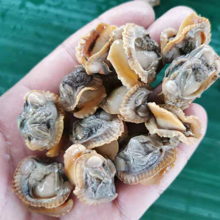 High Quality Good Price Frozen Cooked Blood Clam Meat,China price ...