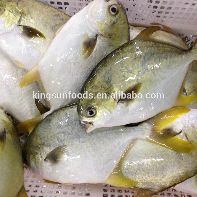 New Arrival Frozen Whole Round Golden Pompano Fish with All Size Available  - China Pompano, Pomfret Fish