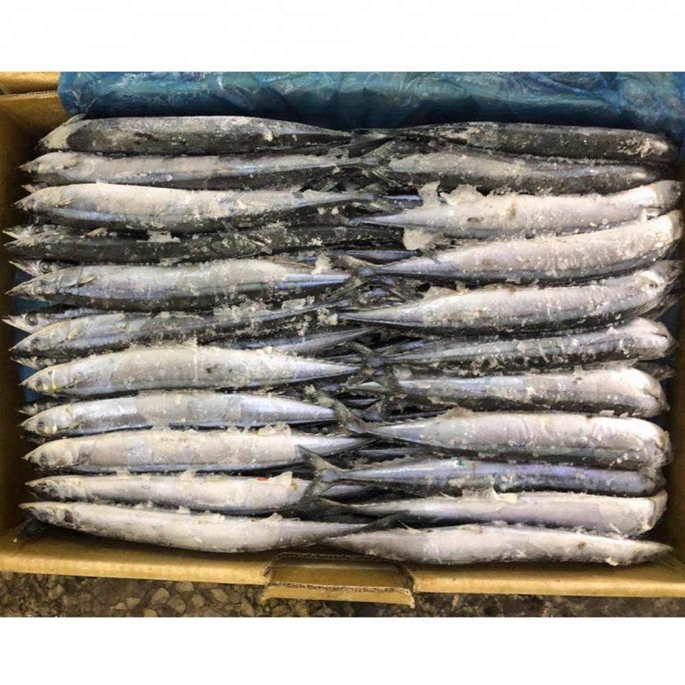New Landing Good Quality Frozen Saury Bait Fish,China price