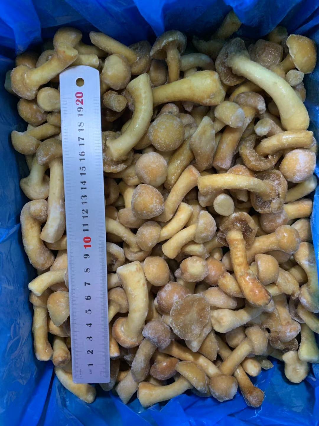 IQF Frozen New Season Nameko Mushrooms