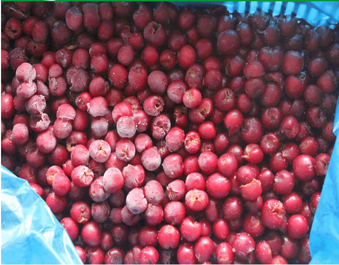 2016 new season IQF frozen sour cherry