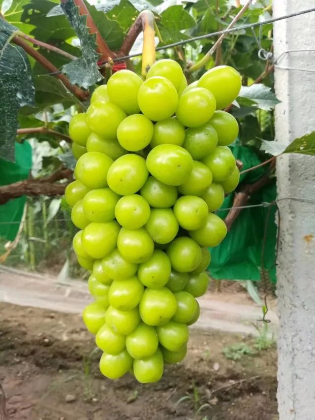 Fresh Organic Green Globe Grapes Fruit Fresh Price Shine Muscat